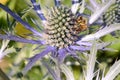 Honey bee pollinating an eryngium flower Royalty Free Stock Photo