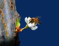 Honey Bee Pollinating Flower Royalty Free Stock Photo