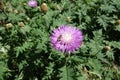 Honey bee pollinating flower of Centaurea dealbata Royalty Free Stock Photo