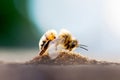 Honey Bee Pollinating Flower Royalty Free Stock Photo