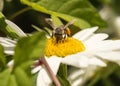 Honey Bee pollinating Flower Royalty Free Stock Photo