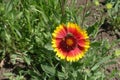 Honey bee pollinating flower of Gaillardia Royalty Free Stock Photo