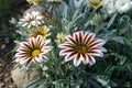 Honey bee pollinating flower of Gazania rigens `Big Kiss White Flame` in October Royalty Free Stock Photo