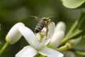 Honey bee pollinating flower of lemon tree