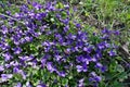 Honey bee pollinating flowers of dog-violets Royalty Free Stock Photo