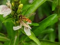 Honey Bee Pollinating Flowers Macro Shot Royalty Free Stock Photo