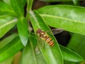 Honey Bee Sitting On A Leaf Macro Shot Royalty Free Stock Photo