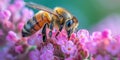 Honey bee pollinating flowers. summer background of flowers with bee. Royalty Free Stock Photo