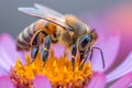 Honey bee pollinating flowers. summer background of flowers with bee. Royalty Free Stock Photo