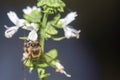 A honey bee pollinating the fresh white flowers of a thriving BasilOcimum basilicum plant.