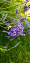 Honey bee pollinating lavender flower. Apis mellifera in lavandula Royalty Free Stock Photo