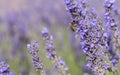 Honey bee pollinating lavender flowers Royalty Free Stock Photo