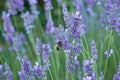 Honey bee pollinating lavender flowers Royalty Free Stock Photo