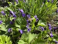 Honey bee pollinating lavender flowers. Plant decay with insects. Blurred summer background of lavender flowers with Royalty Free Stock Photo