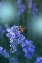 Honey bee pollinating lavender flowers. Plant decay with insects. Blurred summer background of lavender flowers with bees Royalty Free Stock Photo