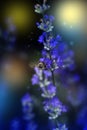 Honey bee pollinating lavender flowers. Plant decay with insects. Blurred summer background of lavender flowers with bees Royalty Free Stock Photo