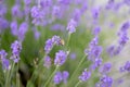 Honey bee pollinating lavender flowers. Plant with insects. Blurred summer background of lavender flowers field with bees Royalty Free Stock Photo