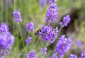 Honey bee pollinating lavender flowers. Plant with insects. Blurred summer background of lavender flowers field with bees Royalty Free Stock Photo