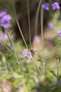 Honey bee pollinating lavender flowers. Plant with insects. Blurred summer background of lavender flowers field with bees Royalty Free Stock Photo