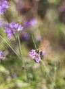 Honey bee pollinating lavender flowers. Plant with insects. Blurred summer background of lavender flowers field with bees Royalty Free Stock Photo