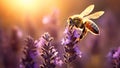 Honey bee pollinating lavender flowers on sunny summer evening