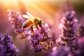 Honey bee pollinating lavender flowers on sunny summer evening