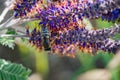 Honey Bee pollinating on Leadplant blooming flowers in the prairie field at the sunny summer day. Amorpha canescens in Fabaceae Royalty Free Stock Photo