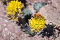 Honey bee pollinating the Mt. Lassen draba (Draba aureola) wildflowers, which bloom among rocks on the high elevation trails of