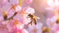 Honey Bee pollinating Pink sakura flower, Cherry blossom Royalty Free Stock Photo