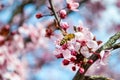 Honey Bee pollinating Pink sakura flower, Cherry blossom