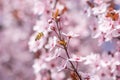 Nature\'s Delight: Honey Bee Pollinating Pink Sakura Blossom