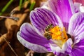 Honey bee pollinating purple crocus flower. Primroses in the garden. Natural beautiful spring background