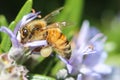 Honey bee pollinating a purple rosemary flower Royalty Free Stock Photo