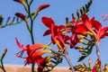 Honey bee pollinating a red flower Royalty Free Stock Photo