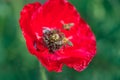 Honey Bee Pollinating red flowers Royalty Free Stock Photo