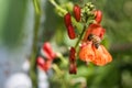 Honey Bee pollinating red flowers. Summer sunny day Royalty Free Stock Photo