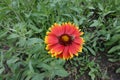 Honey bee pollinating red and yellow flower of Gaillardia aristata Royalty Free Stock Photo