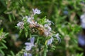 Honey bee pollinating a rosemary flower, California Royalty Free Stock Photo