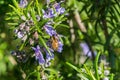 Honey bee pollinating a rosemary flower, California