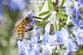 Honey bee pollinating a rosemary flower during spring Royalty Free Stock Photo