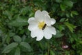 Honey bee pollinating single white flower of dog rose in May