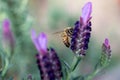 Honey Bee pollinating Spanish Lavender - Apis mellifera pollinating Lavandula stoechas. Royalty Free Stock Photo