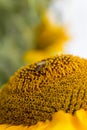 Honey Bee pollinating sunflower..Sunflower field in background. Selective focus