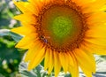 Honey Bee Pollinating Sunflower Royalty Free Stock Photo