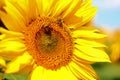 Honey Bee Pollinating Sunflower in Field of Sunflowers Royalty Free Stock Photo