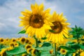 Honey bee pollinating sunflower plant on the field Royalty Free Stock Photo