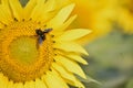 Honey bee pollinating sunflower plant. Macro view of honeybee pollinating sunflower Royalty Free Stock Photo