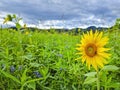 Honey bee pollinating sunflower plant, in summer. Selective focus Royalty Free Stock Photo