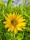 Honey bee pollinating sunflower plant, in summer. Selective focus Royalty Free Stock Photo