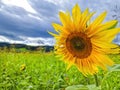 Honey bee pollinating sunflower plant, in summer. Selective focus Royalty Free Stock Photo